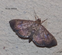 Psara obscuralis
