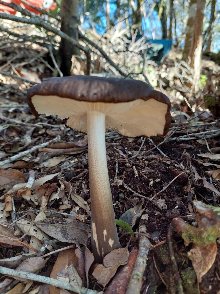 Oudemansiella raphanipes