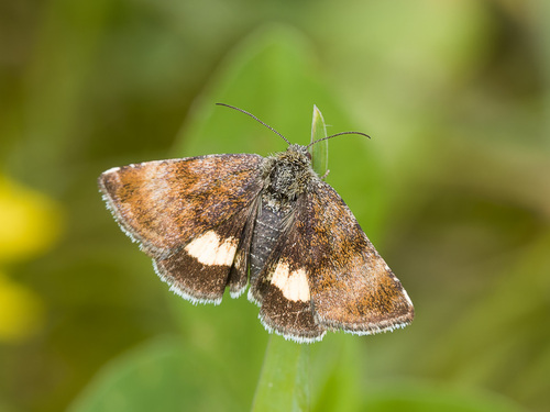 Small Yellow Underwing, Simpelveld, Netherlands, photo 10 of 10