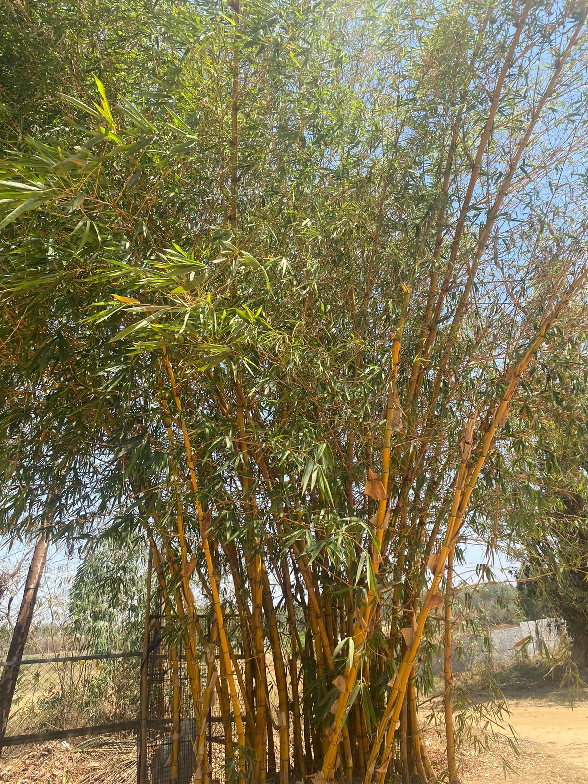 Imagem de Bambu