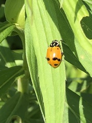 Hippodamia glacialis