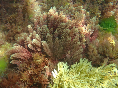 Image of Asparagopsis taxiformis by (c) Debra Baker, some rights reserved (CC BY)