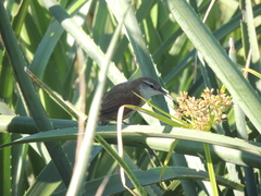 Limnoctites rectirostris