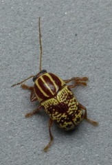 Cryptocephalus duryi