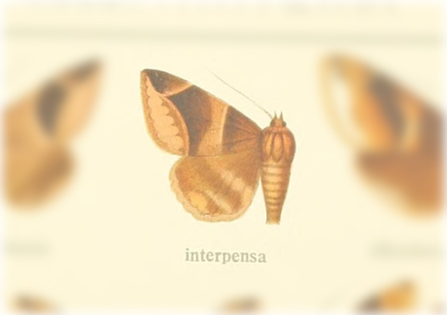Dysgonia interpersa