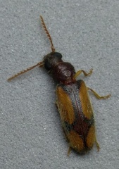 Polypria cruxrufa