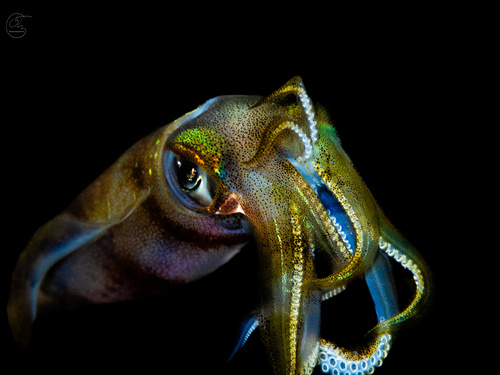 Bigfin Reef Squid