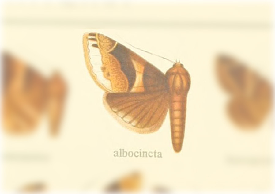 Dysgonia albocincta