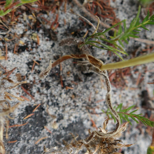 Ornithogalum hispidum, photograph 6