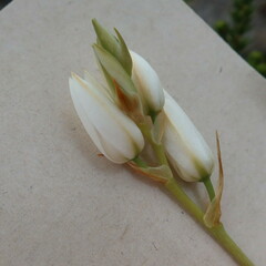 Ornithogalum hispidum, photograph (c) Diana Studer, some rights reserved (CC BY)