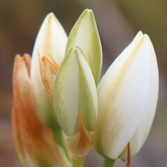 Ornithogalum hispidum, photograph (c) Diana Studer, some rights reserved (CC BY)