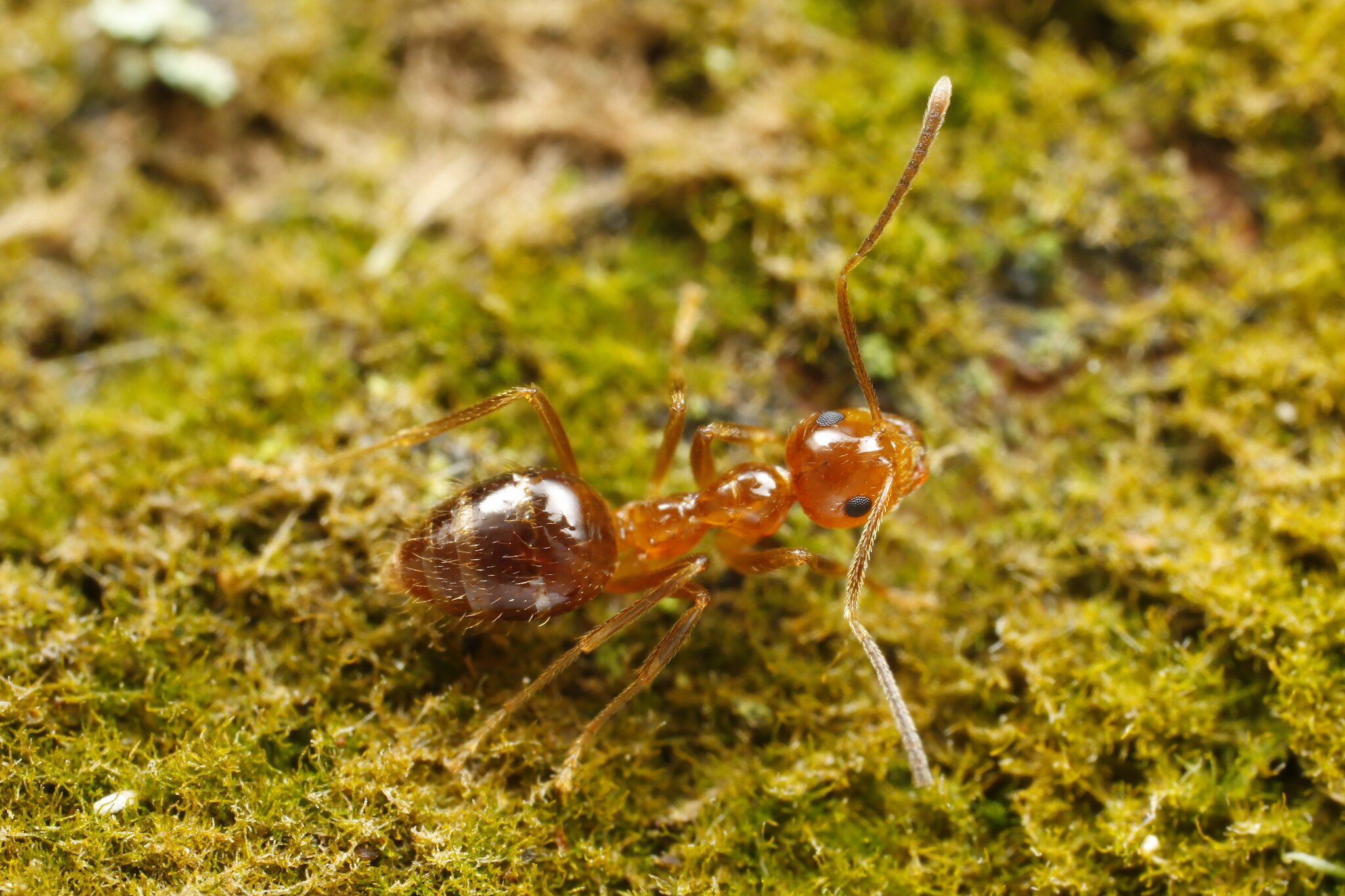 Prenolepis quinquedenta