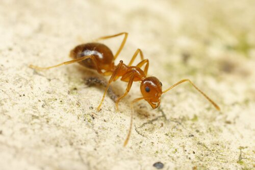 五齿前结蚁Prenolepis quinquedenta
