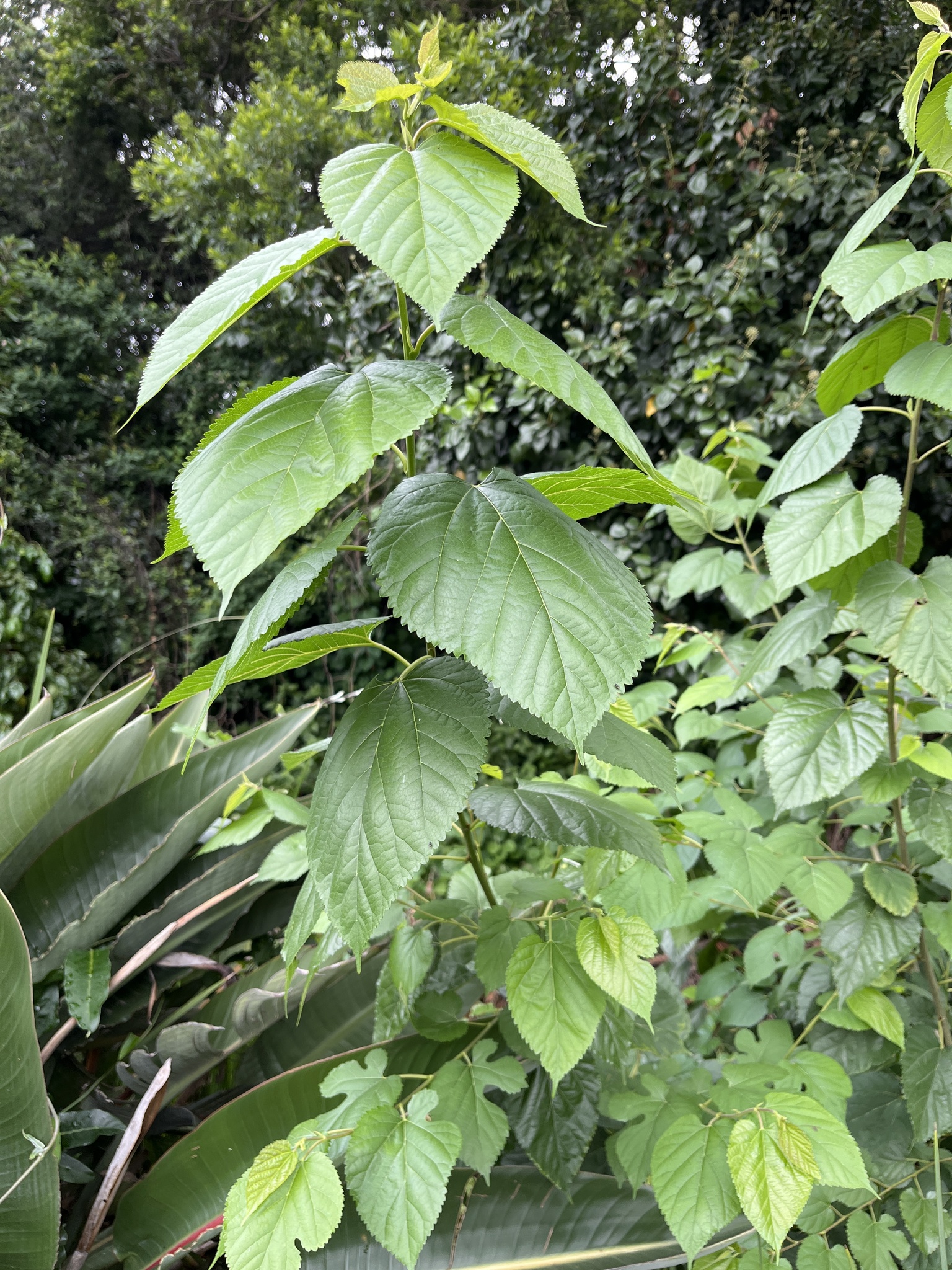Imagem de Amoreira-branca