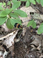 Calopteron reticulatum