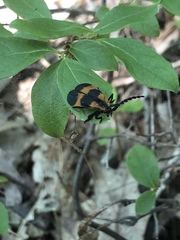 Calopteron reticulatum