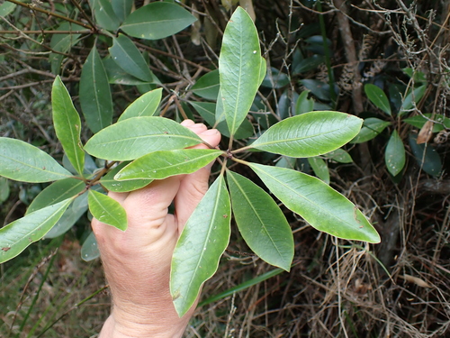 Image of Pittosporum umbellatum by (c) Benjamin Lavin, some rights reserved (CC BY)