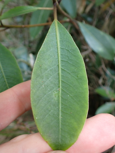 Image of Pittosporum umbellatum by (c) Benjamin Lavin, some rights reserved (CC BY)
