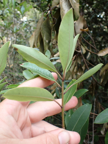Image of Pittosporum umbellatum by (c) Benjamin Lavin, some rights reserved (CC BY)