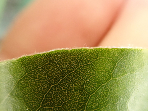 Image of Pittosporum umbellatum by (c) Benjamin Lavin, some rights reserved (CC BY)