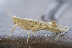 Anconia integra