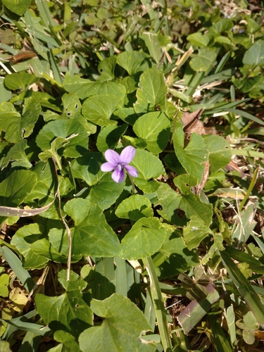Viola philippica pseudojaponica