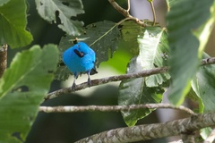 Cotinga maynana