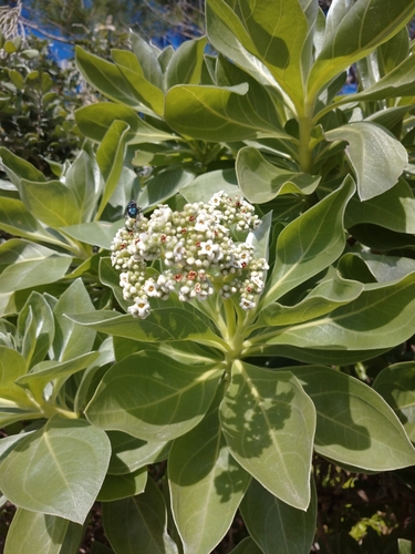 tree heliotrope