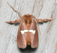 Monoleuca semifascia