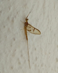 Ephemeroptera
