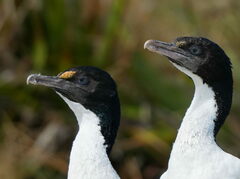 Rough-Faced Shag photo 2