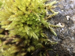 Sciuro-hypnum populeum