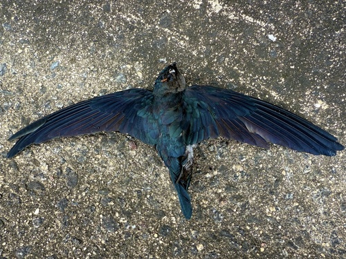 Plume-toed Swiftlet (Collocalia affinis), photo 8