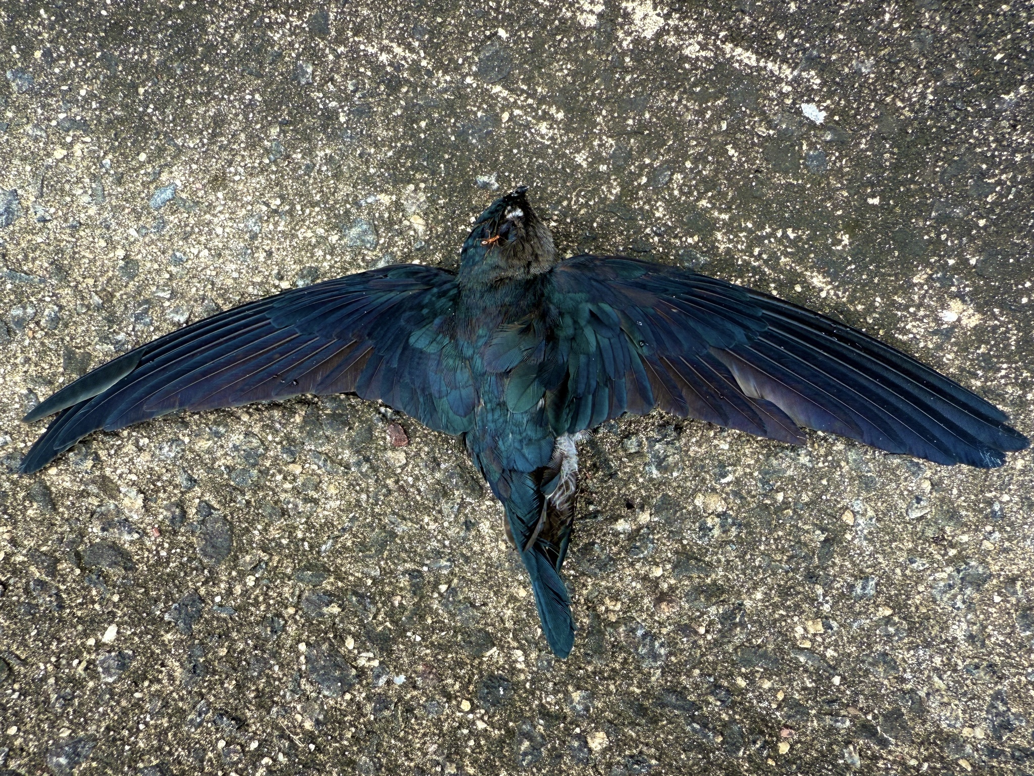 Plume-toed Swiftlet (Collocalia affinis), photo 9