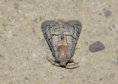 Miacora perplexa