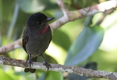 Pachyramphus minor