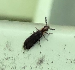 Pyticeroides laticornis