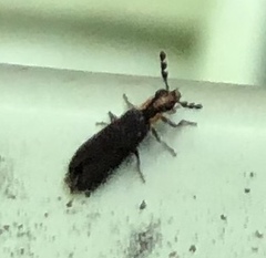 Pyticeroides laticornis