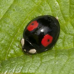 Harmonia axyridis