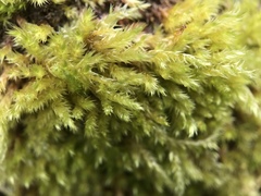 Sciuro-hypnum populeum