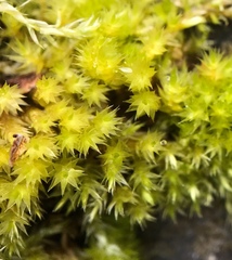 Sciuro-hypnum populeum