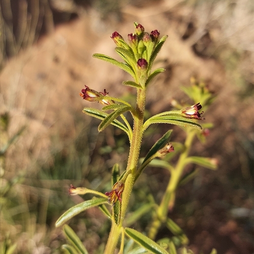 Spider flower (Cleome amblyocarpa)