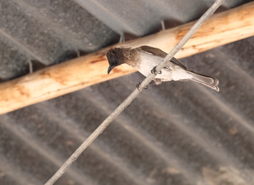 Common Bulbul