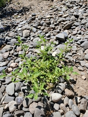 Solanum physalifolium