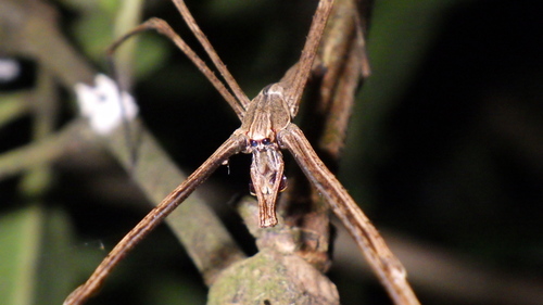 Asianopis madagascariensis