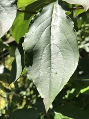 Cornus nuttallii