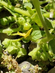 Solanum physalifolium