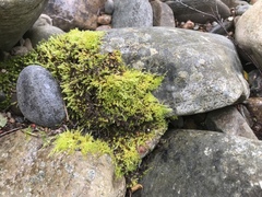 Sciuro-hypnum populeum