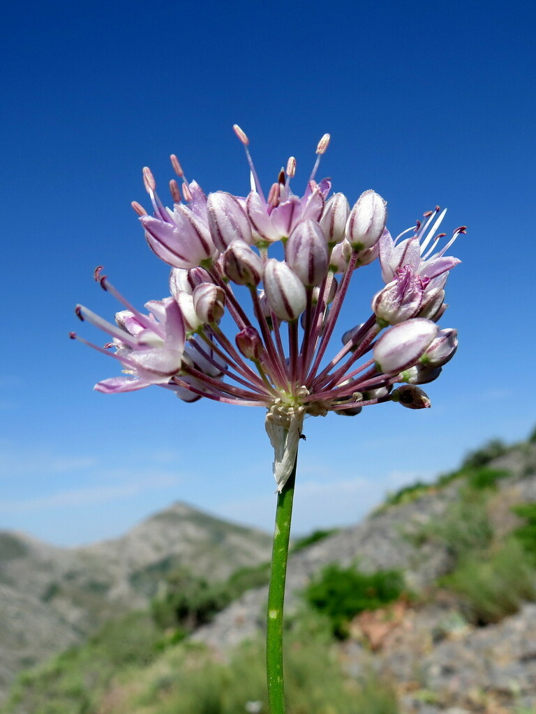 Allium oreoprasoides