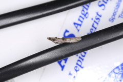 Nephopterix angustella